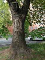 Уфимский дуб – один из 73 претендентов на победу в конкурсе Всероссийской программы «Деревья – памятники живой природы»